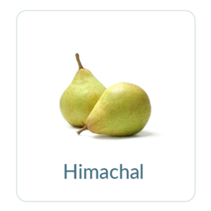 Himachal Pears